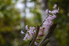 Aerides ringens